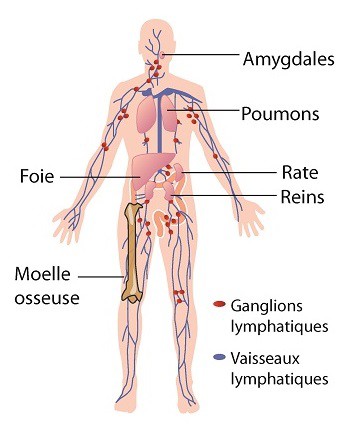 Système Lymphatique pour drainage Lymphatique massage Renata à domicile